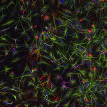 neural cells.jpg